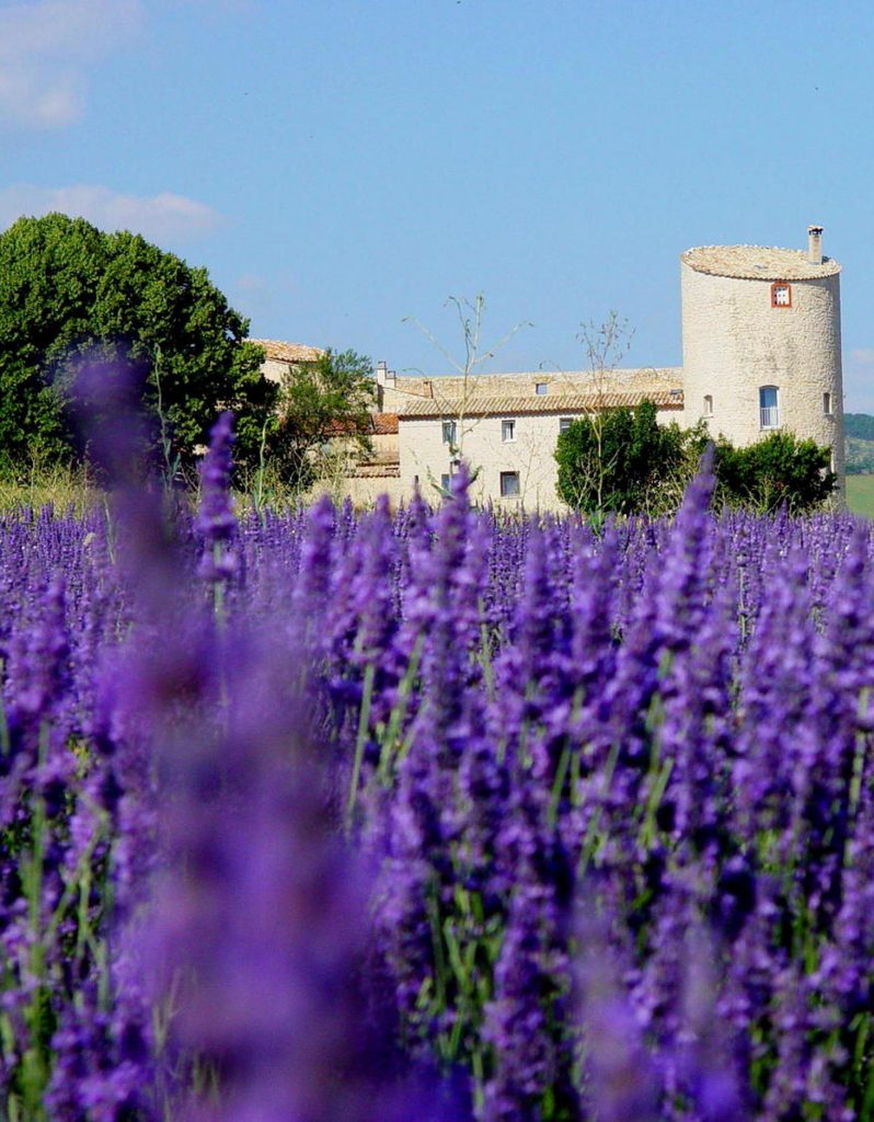champs-lavande-provence